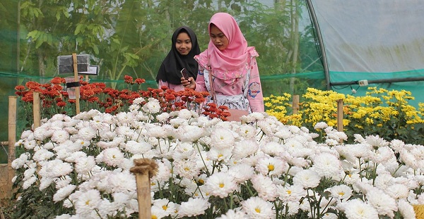 Agrowisata Krisan Gerbosari