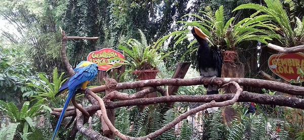 Atraksi Satwa Gembira Loka Zoo