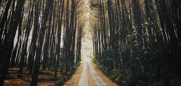 Hutan Pinus Girimulyo Kulon Progo