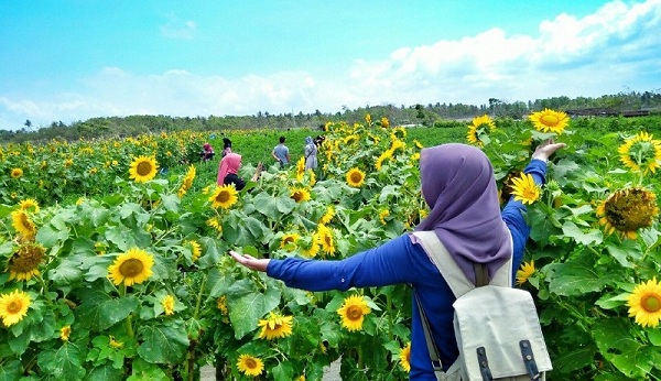 Kebun Bunga Matahari Pantai Glagah