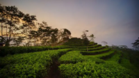 Kebun Teh Nglinggo