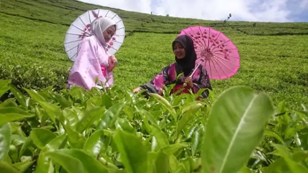 Sekilas Kebun Teh Nglinggo