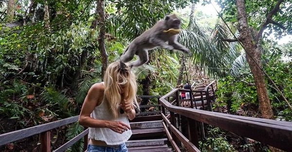 Berinteraksi Dengan Monyet