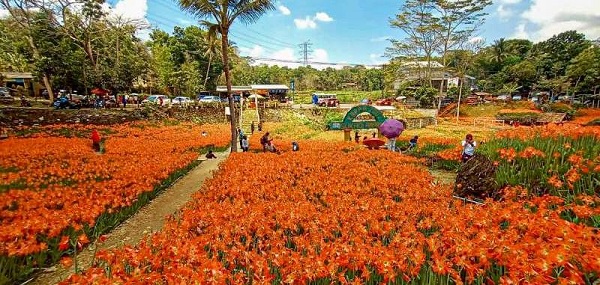 70 Tempat Wisata Gunung Kidul Terbaru Paling Hits Taman Bunga Amarilis